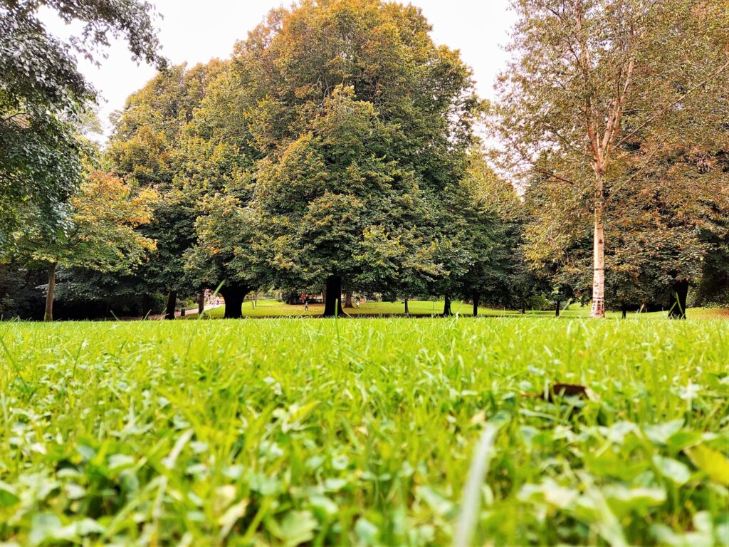 Trees in Penlee Park, Penzance