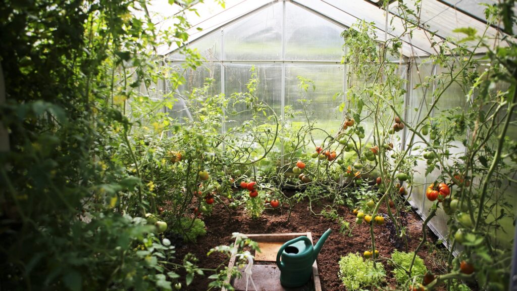 Vegetables growing inside a greenhouse