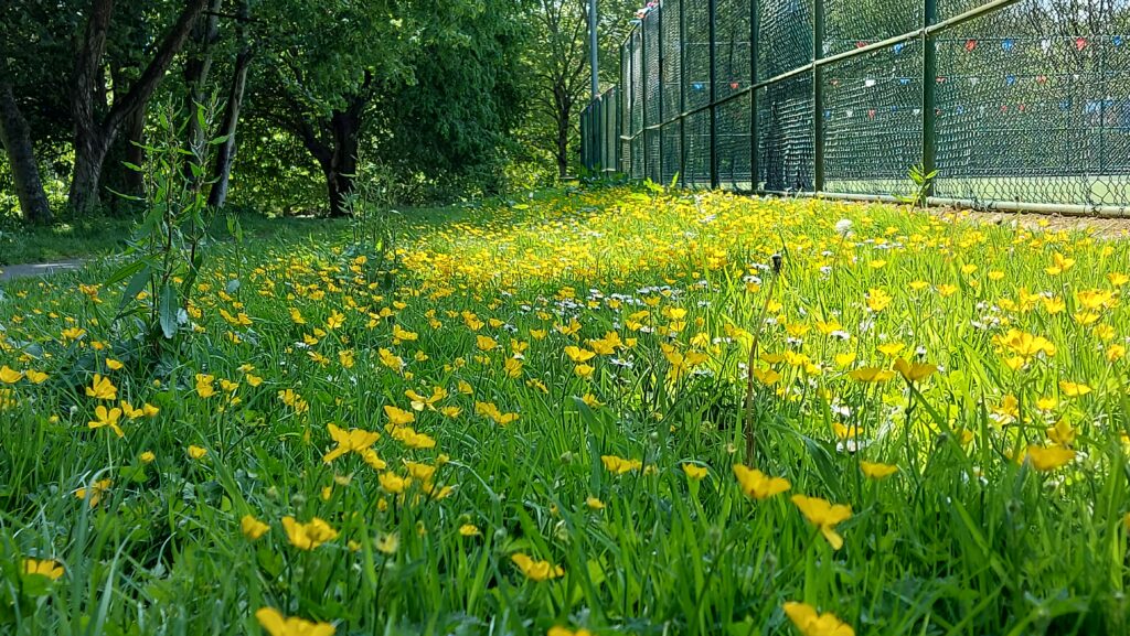 The No Mow May area which runs alongside the tennis courts in Penlee Park is already full of wildflowers