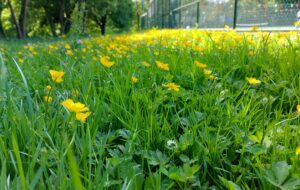 No Mow May area in Penlee Park (beside the tennis courts)