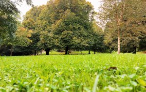 Autumn trees in Penlee Park